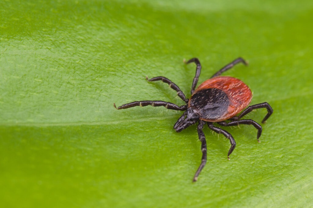 Lyme Disease Doctor in Los Angeles